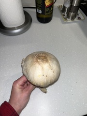 Agaricus