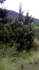 Juniperus monticola monticola