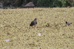 Rostrhamus sociabilis