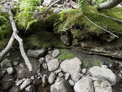 Entolomataceae