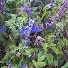 Bombus sonorus