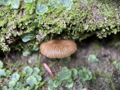 Entolomataceae