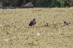 Rostrhamus sociabilis