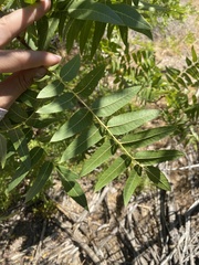 Juglans hindsii