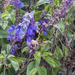 Bombus sonorus