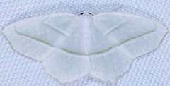 Campaea perlata