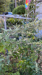 Artemisia douglasiana
