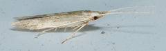 Coleophoridae