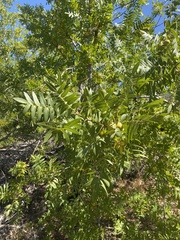 Juglans hindsii