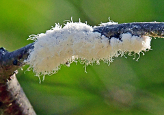 Prociphilus tessellatus