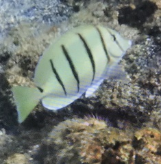 Acanthurus triostegus
