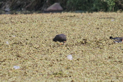 Rostrhamus sociabilis