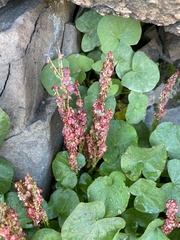Oxyria digyna