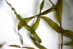 Potamogeton alpinus