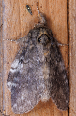 Peridea angulosa