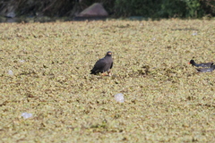 Rostrhamus sociabilis