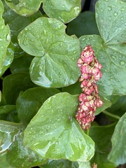 Oxyria digyna