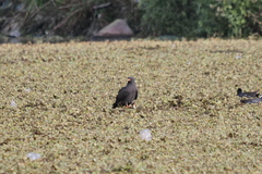 Rostrhamus sociabilis