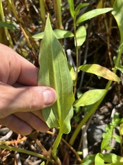 Alisma
