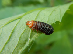Monocesta coryli