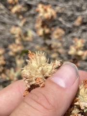 Malacothamnus marrubioides