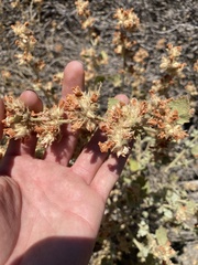 Malacothamnus marrubioides