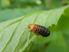 Monocesta coryli