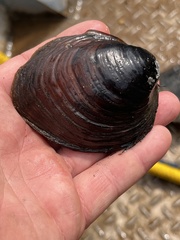 Reginaia ebenus