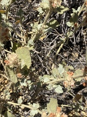 Malacothamnus marrubioides