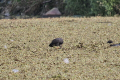 Rostrhamus sociabilis