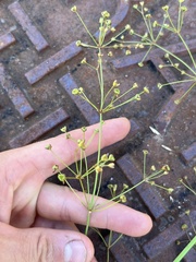 Alisma