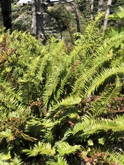 Polystichum munitum