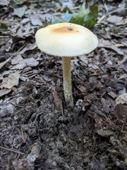 Amanita crocea