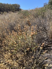 Malacothamnus marrubioides