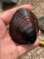 Reginaia ebenus
