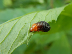 Monocesta coryli