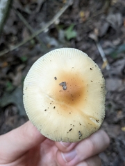 Amanita crocea