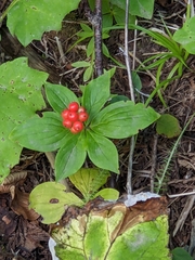Cornus unalaschkensis