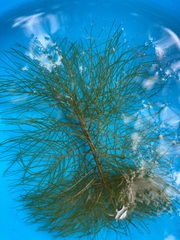 Myriophyllum