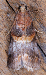 Acrobasis angusella