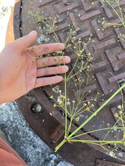 Alisma