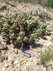 Grusonia aggeria