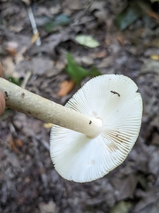 Amanita crocea