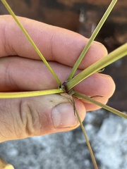 Alisma