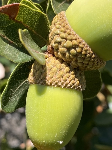 Quercus berberidifolia × douglasii