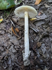 Amanita crocea