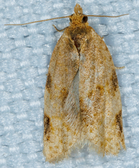 Clepsis virescana
