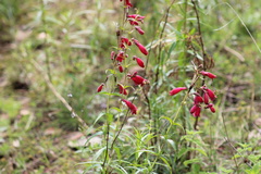 Penstemon roseus