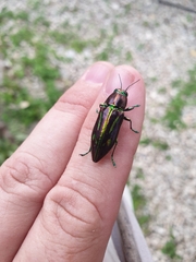 Halecia mexicana