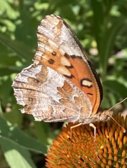 Euptoieta claudia